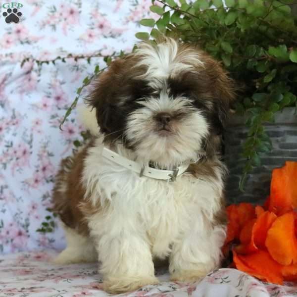 Kathy, Shih Tzu Puppy