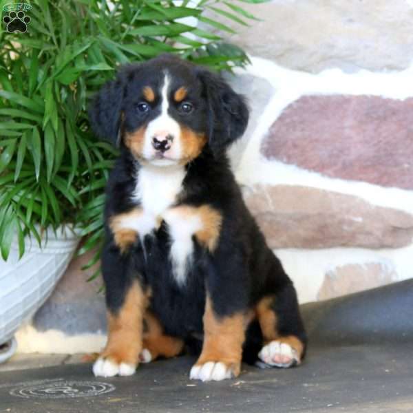 Katie, Bernese Mountain Dog Puppy