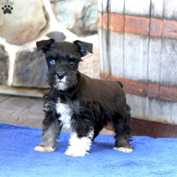 Katie, Miniature Schnauzer Puppy