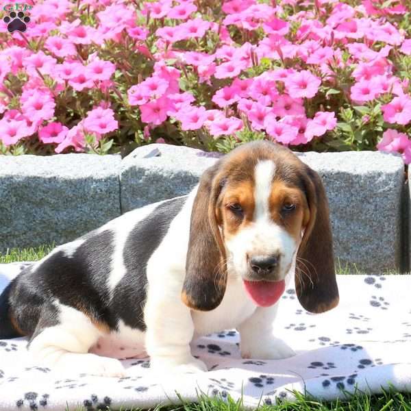 Kayde, Basset Hound Puppy