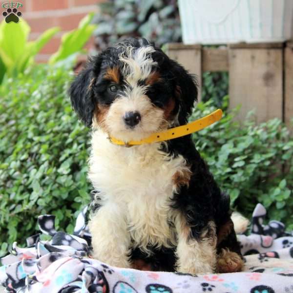 Kayla, Bernedoodle Puppy