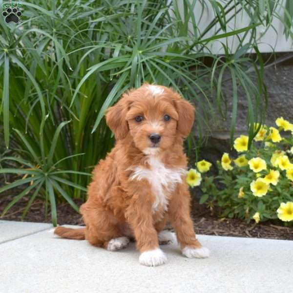 Kayla, Mini Goldendoodle Puppy