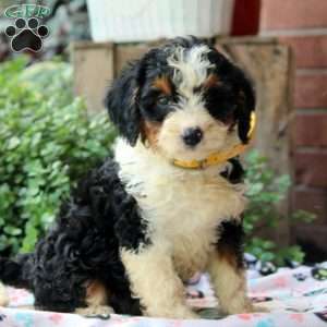 Kayla, Bernedoodle Puppy