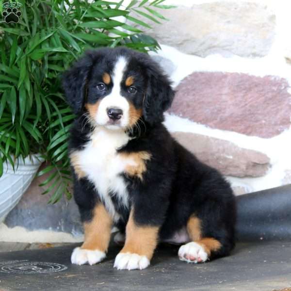 Kayla, Bernese Mountain Dog Puppy