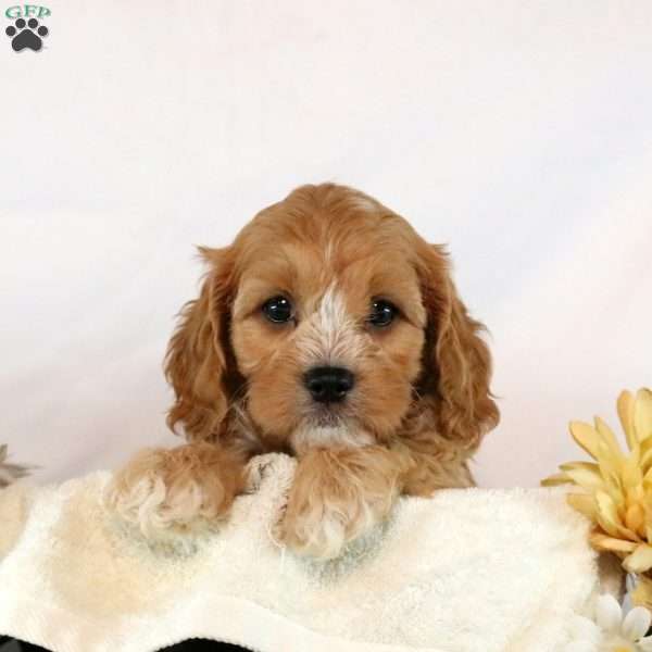 Kellen, Cavapoo Puppy