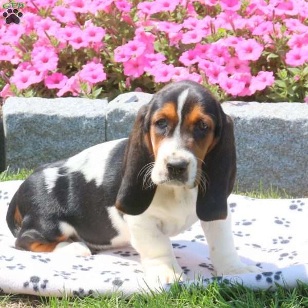 Kelly, Basset Hound Puppy