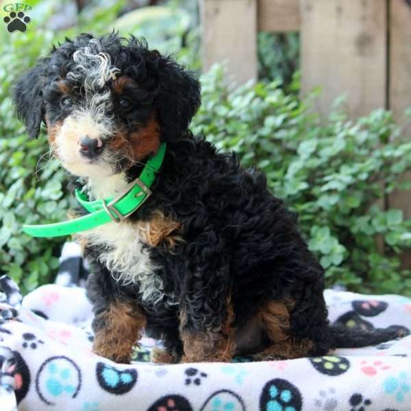 Kendall, Bernedoodle Puppy