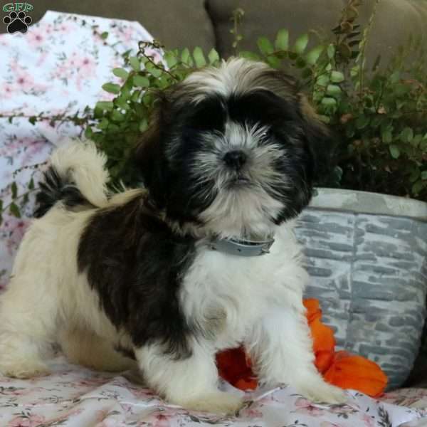 Kenny, Shih Tzu Puppy