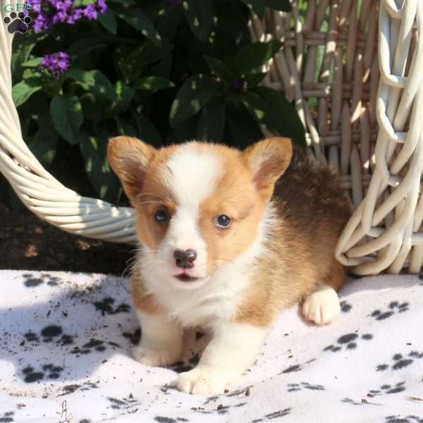 Kent, Pembroke Welsh Corgi Puppy