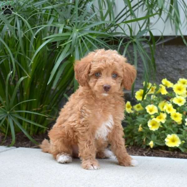 Kenya, Mini Goldendoodle Puppy