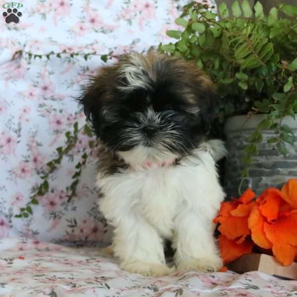 Kerrie, Shih Tzu Puppy