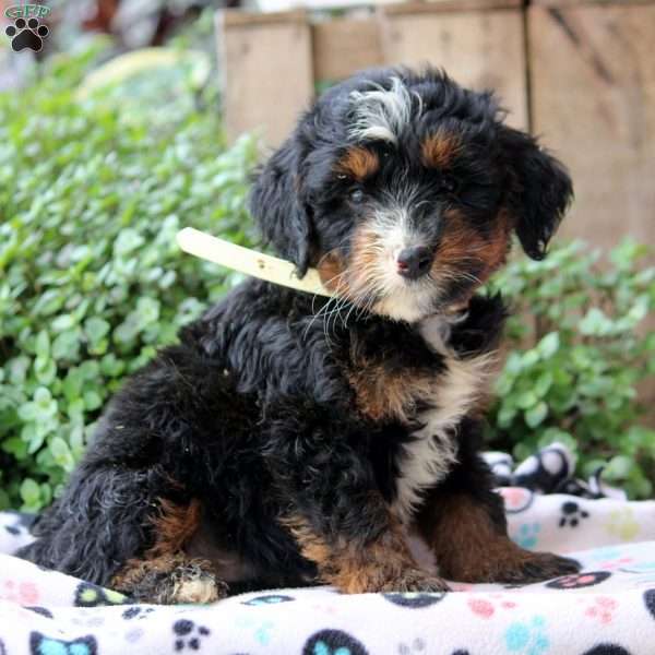 Kevin, Bernedoodle Puppy