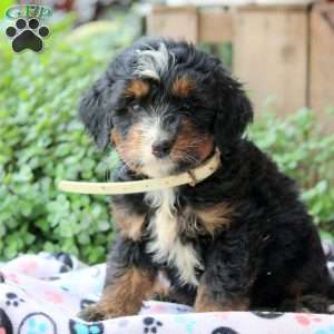 Kevin, Bernedoodle Puppy