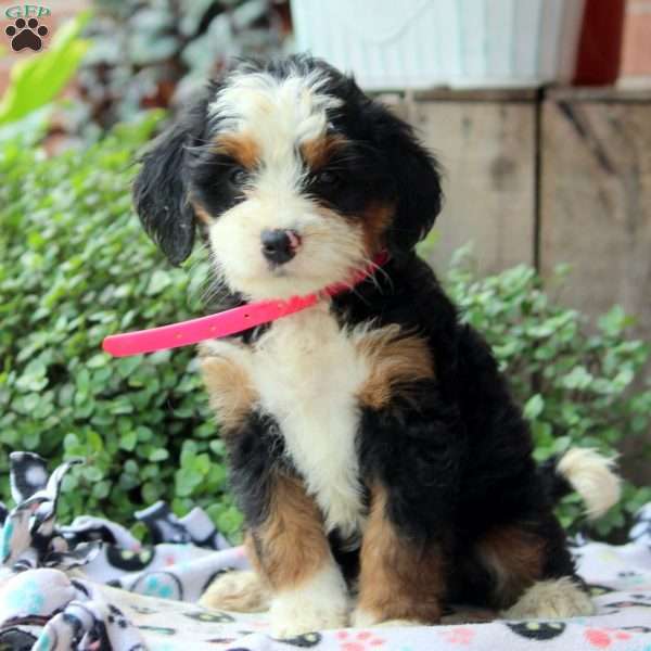 Khloe, Bernedoodle Puppy