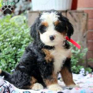 Khloe, Bernedoodle Puppy