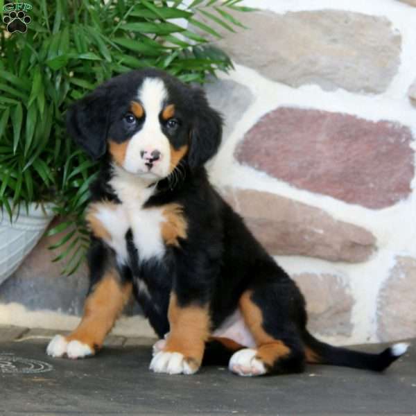 Kia, Bernese Mountain Dog Puppy