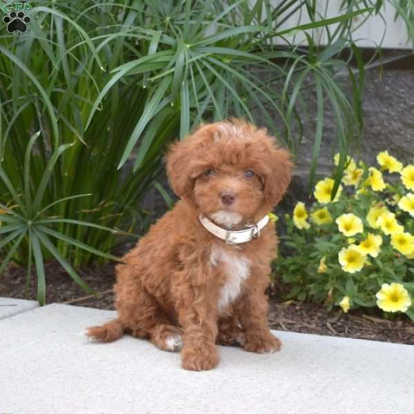 Kiana, Mini Goldendoodle Puppy