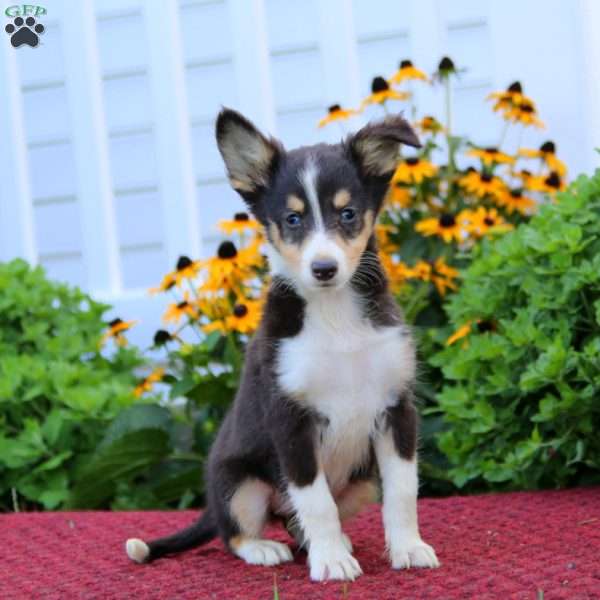 Kierra, Sheltie Puppy