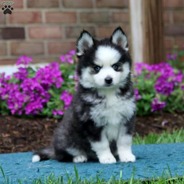 Kierra, Pomsky Puppy