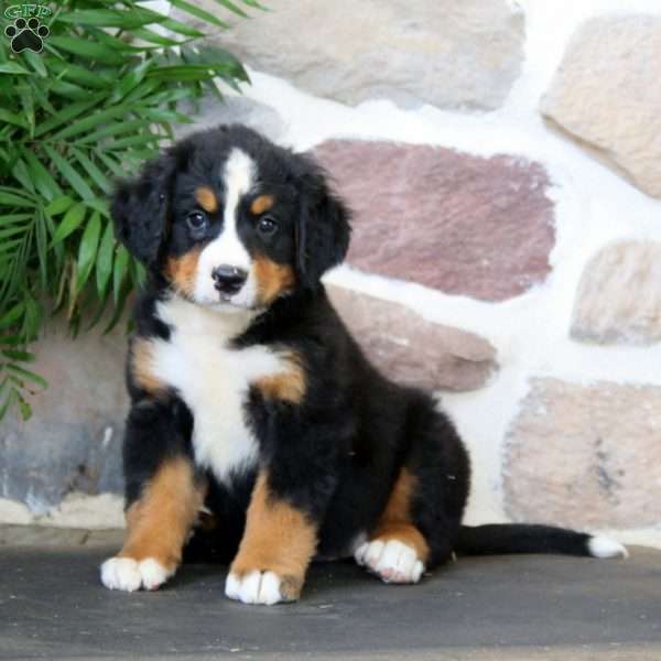 Kierra, Bernese Mountain Dog Puppy