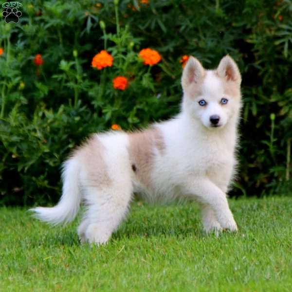 Kierra, Pomsky Puppy