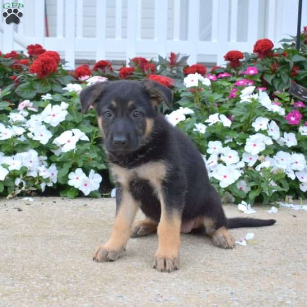 Kiki, German Shepherd Puppy