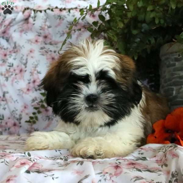 Kimmy, Shih Tzu Puppy