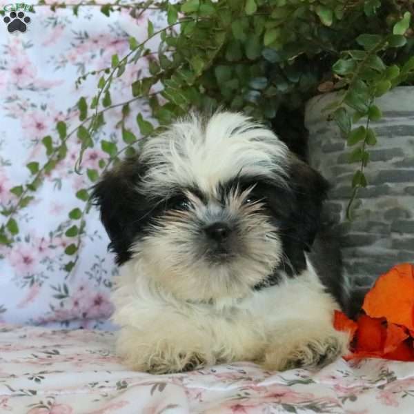 Kineta, Shih Tzu Puppy