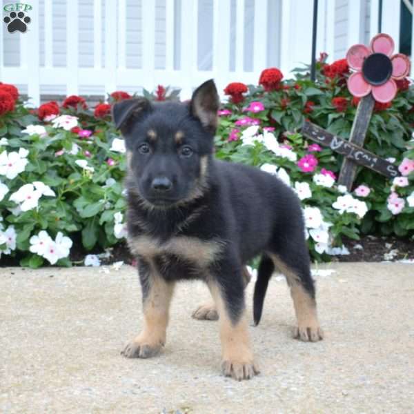 King, German Shepherd Puppy