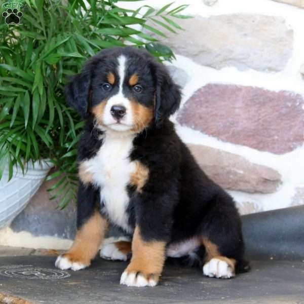 King, Bernese Mountain Dog Puppy