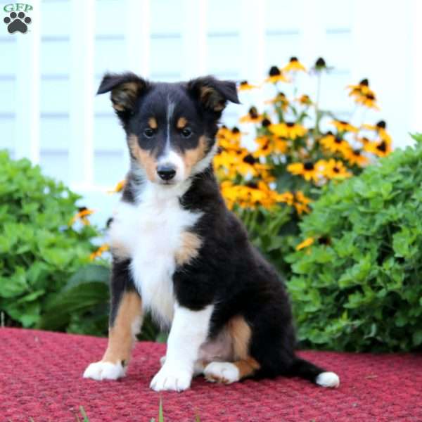 Kip, Sheltie Puppy