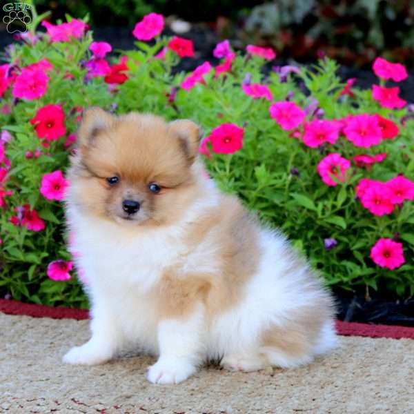 Kip, Pomeranian Puppy