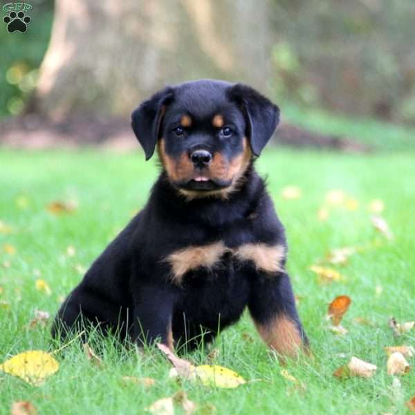 Kip, Rottweiler Puppy