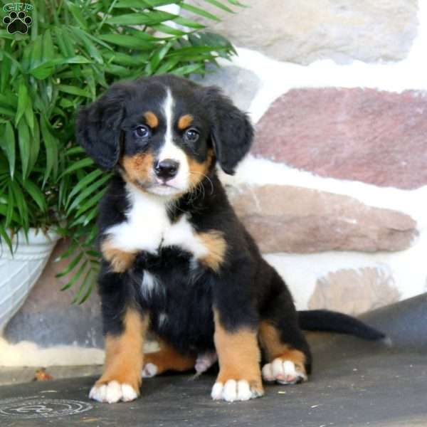 Kip, Bernese Mountain Dog Puppy