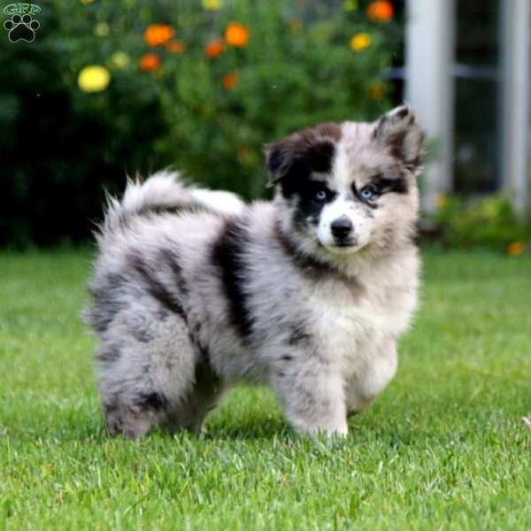 Kip, Pomsky Puppy