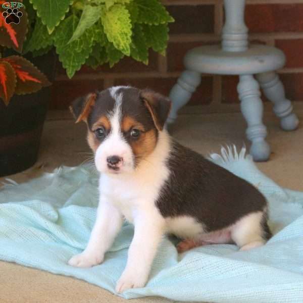 Kirk, Jack Russell Mix Puppy