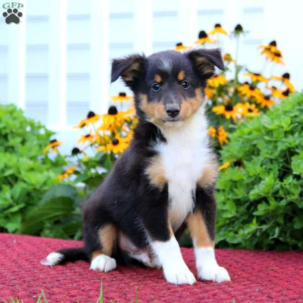 Kirk, Sheltie Puppy