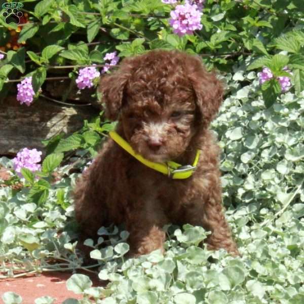 Kisses, Toy Poodle Puppy