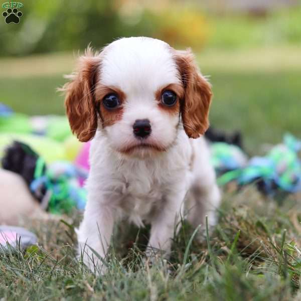 Kit, Cavalier King Charles Spaniel Puppy