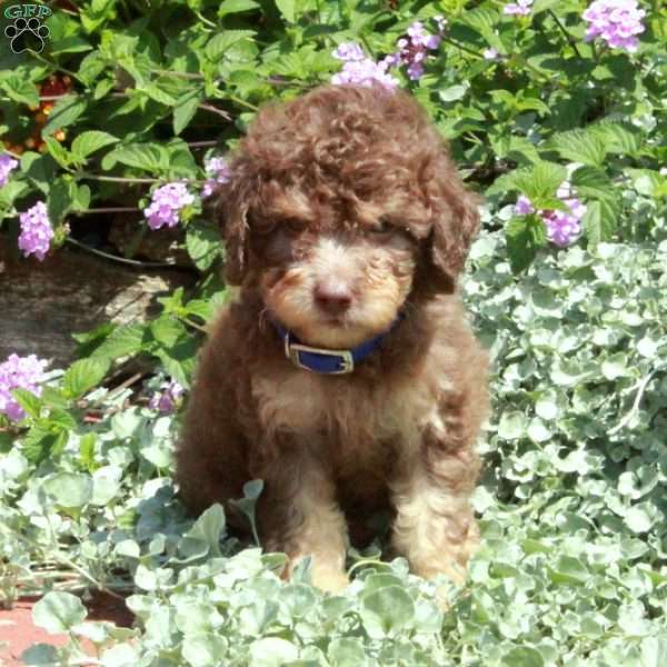 Kit-Kat, Toy Poodle Puppy