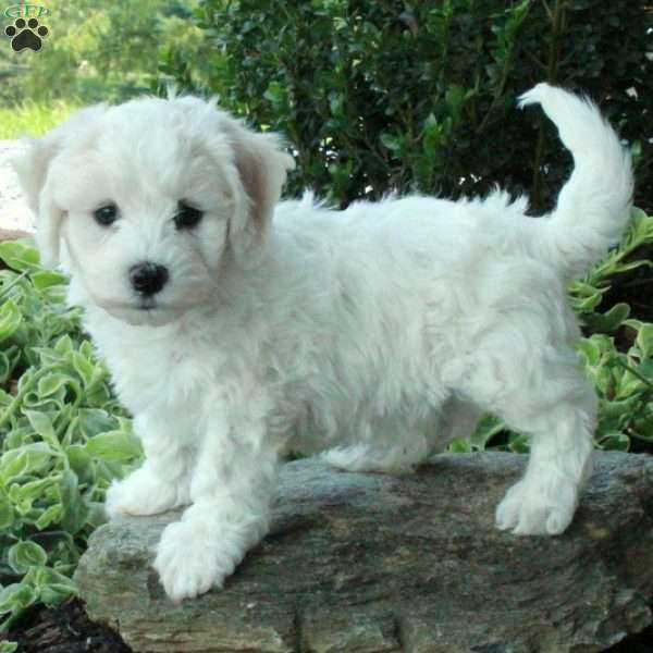 Kit, Havachon Puppy