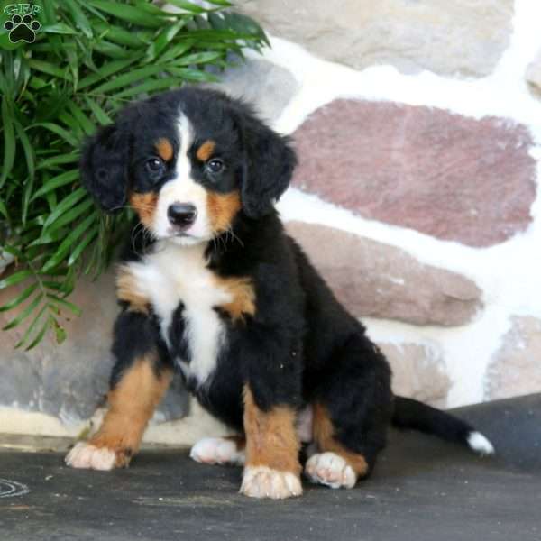 Kiwi, Bernese Mountain Dog Puppy