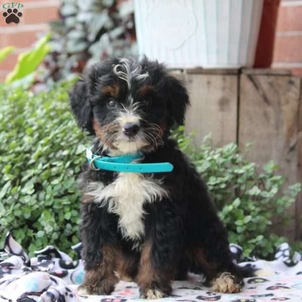 Knox, Bernedoodle Puppy