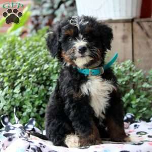 Knox, Bernedoodle Puppy