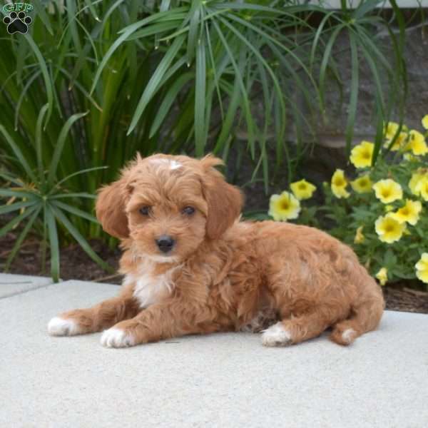 Koby, Mini Goldendoodle Puppy