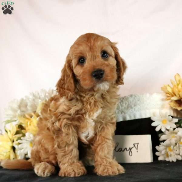 Koda, Cavapoo Puppy