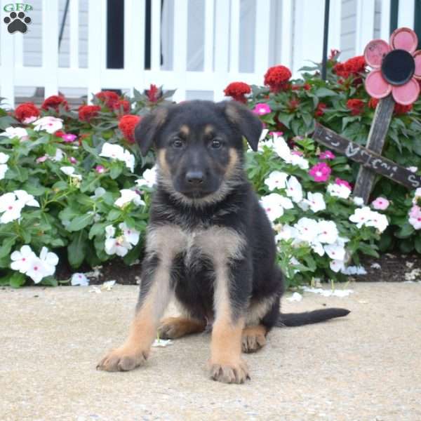 Kodiak, German Shepherd Puppy