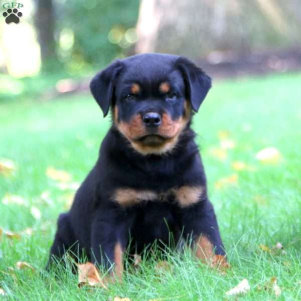 Kody, Rottweiler Puppy