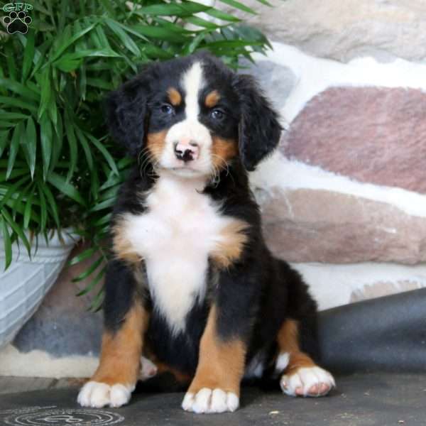 Kody, Bernese Mountain Dog Puppy