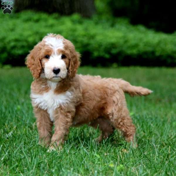 Kody, Goldendoodle Puppy